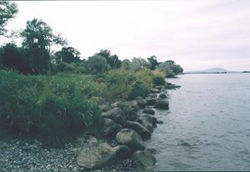 Site along Columbia River where Kennewick Man remains were found.
