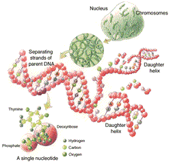 Some DNA details. Image courtesy US Dept. of Energy Human Genome Program
