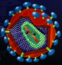 Computer simulation of mature HIV cut away to show internal structure of virus