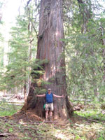 Columns Editor Tom Giffin stands before an ancient western red cedar. Photo by Richard Race.