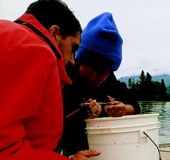 Fish count estimates in Alaska