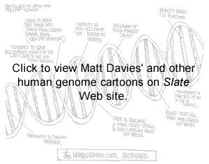 'Journal News' cartoonist Matt Davies takes a lighter look at human genome research. Click to view cartoon on 'Slate' Web site.
