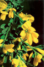 Scotch Broom - One of the 10 Worst Invaders in the Pacific Northwest. Photo courtesy the Nature Conservancy.